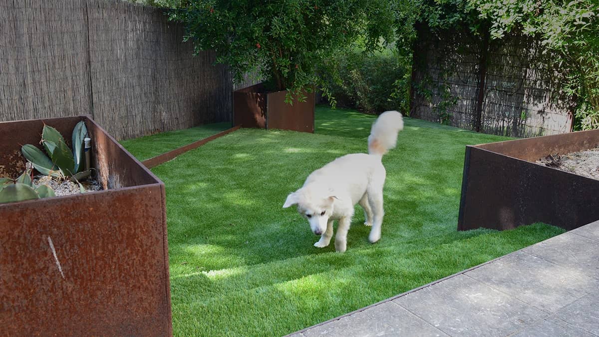 backyard with dog