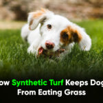 How Synthetic Turf Keeps Dogs From Eating Grass-texasturf1